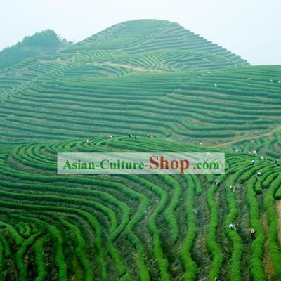 Chinese Zhang Yi Yuan Brand Yin Jian Green Tea