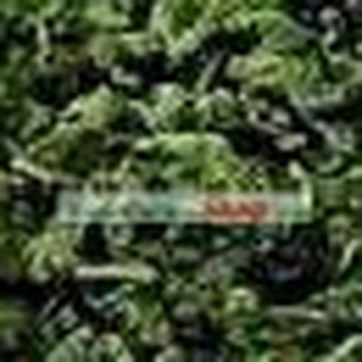 Chinese Zhang Yiyuan Anxi Iron Goddess Tie Guanyin Oolong Tea Leaf