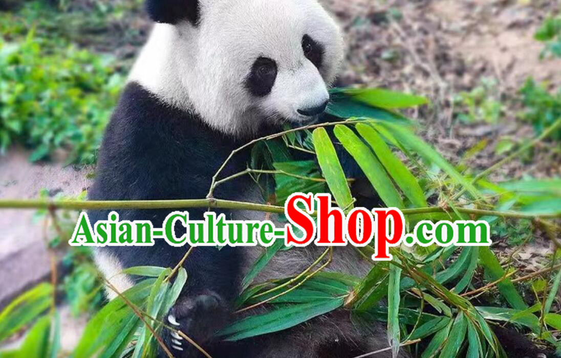 China Travel Chengdu Panda Popular Tourist Route Private Journey Days Tour China Travel Chengdu Panda Popular Tourist Route Private Journey Days Tour